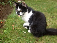 Oxfordshire Boarding Cattery