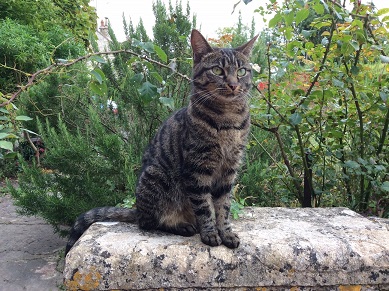 Oxfordshire Boarding Cattery