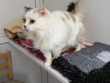Oxfordshire Boarding Cattery